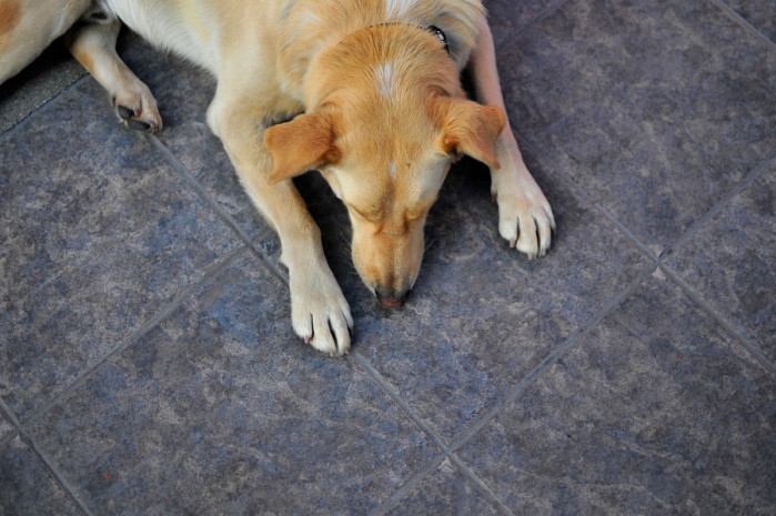 Perro de la PDI es sancionado por olfatear mal: Acusó a juez de trasladar droga