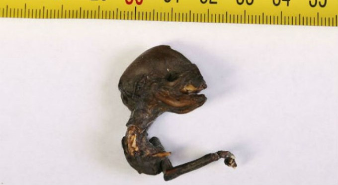 Científicos rusos no se ponen de acuerdo: ¿Qué es esta extraña criatura?