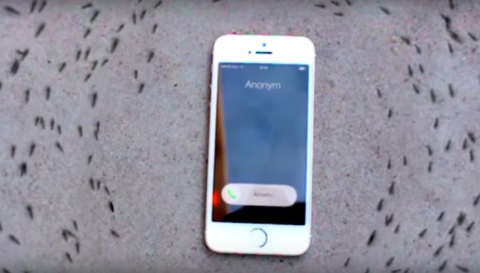 La curiosa reacción de estas hormigas ante celular que recibe una llamada