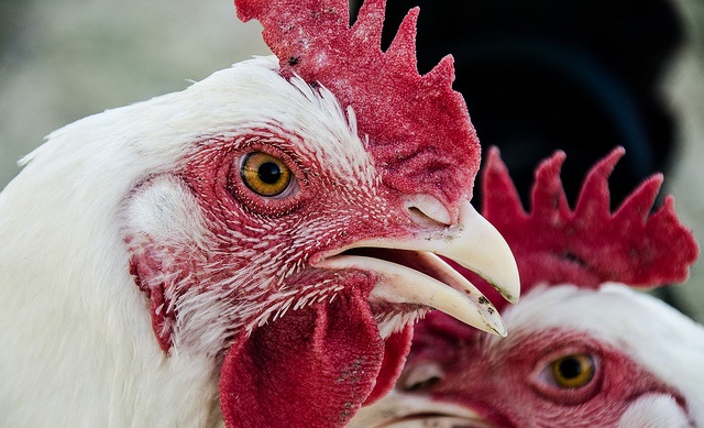 ¡Insólito! Conoce a'Mike', el pollo que vivió año y medio sin cabeza