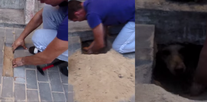 Emotivo rescate de 'perrita' preñada: Llevaba dos días bajo tierra