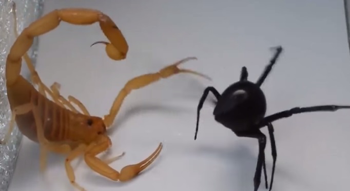 Épico combate: Viuda negra y escorpión se enroscan en venenoso duelo