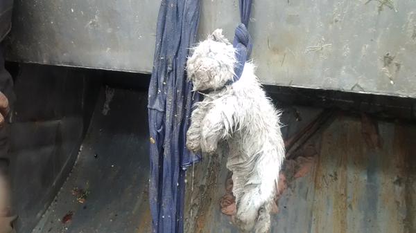 “Gato” de peluche arrastrado por camión de la basura asustó a vecinos de Temuco