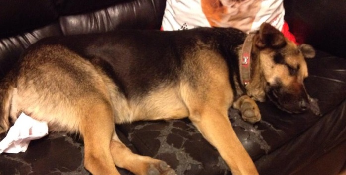 Piden ayuda para perrita violentada sexualmente en Talcahuano: requiere quimioterapia