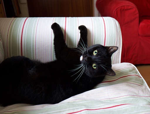 Catzilla: la nueva tendencia en gatos que los tiene luciendo como 