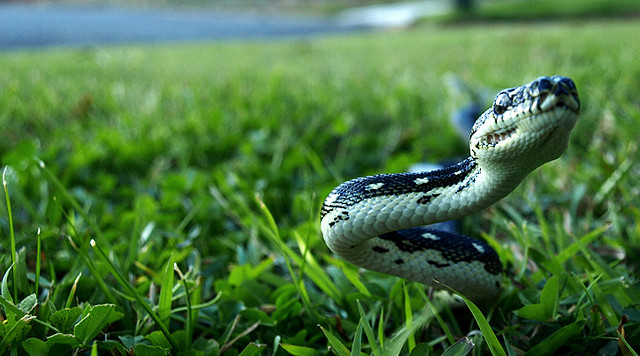 Hombre encontró una pitón en manguera de bencinera: Fue atacado por el animal