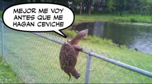 ¡Ni con chamanes! Los mejores memes que dejó el triunfo de la Roja ante Perú