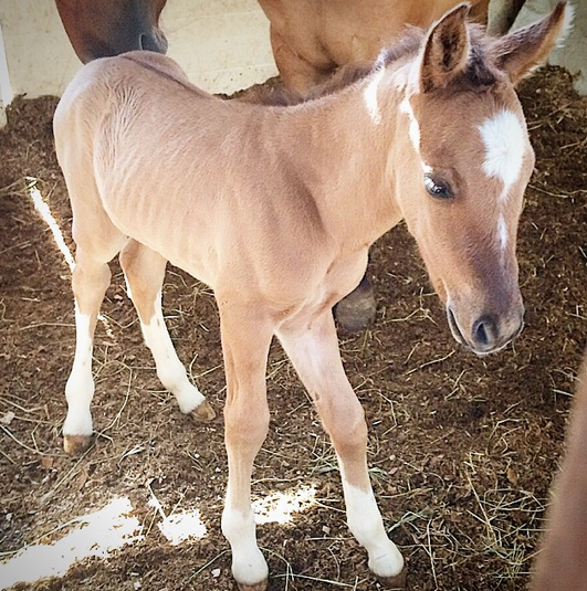 Francisco Puelles | Instagram