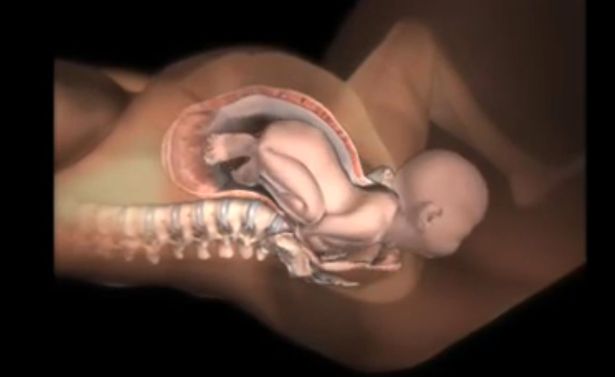 Pregnancy Videos | Facebook