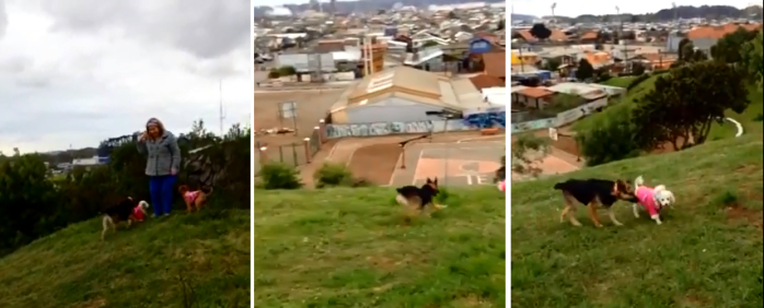 Video muestra feliz recuperación de perrita de Talcahuano con tumor