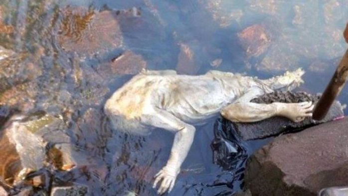 Hallan espeluznante criatura parecida al 