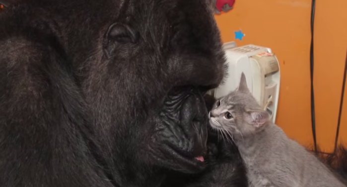 Gorila cuida de gatitos recién nacidos como si fueran sus crías: Es estéril