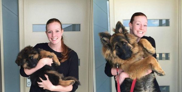 ¡Adorable! Mira lo rápido que creció este cachorro en sólo seis meses