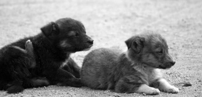 La noble iniciativa que le permite a perros abandonados de Arica contar con agua