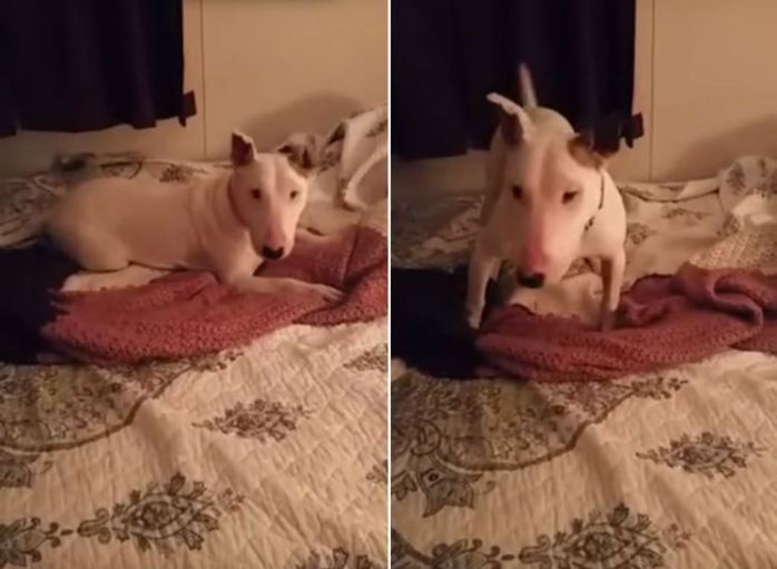 La extasiada reacción de una perra rescatada al probar una cama por primera vez