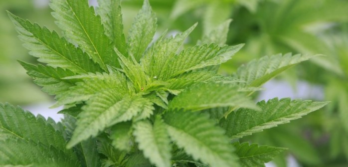 Gobierno entrega indicaciones al proyecto de autocultivo de la marihuana