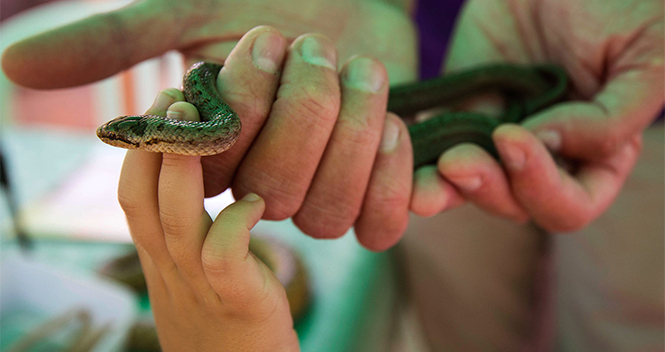 Madre encuentra a su bebé de un año con una serpiente venenosa en la boca