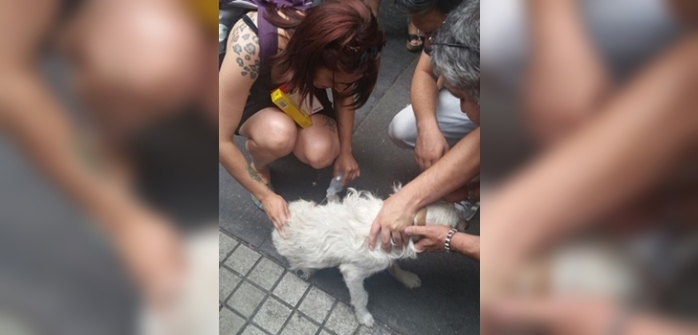 Mesero de conocido restaurante habría quemado a perro en el centro de Santiago