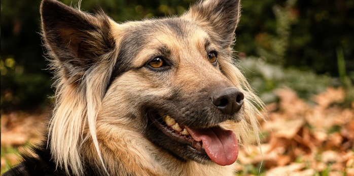 Perro fue condenado a 'cadena perpetua' en Valparaíso tras morder a quiosquero