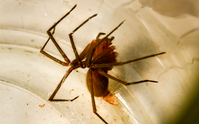 ¡Ojo! Advierten que aumentará la población de arañas de rincón en verano