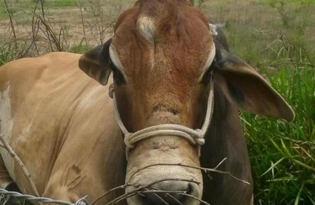 Freak: 'Torocornio' brasileño provoca sorpresa en las redes sociales