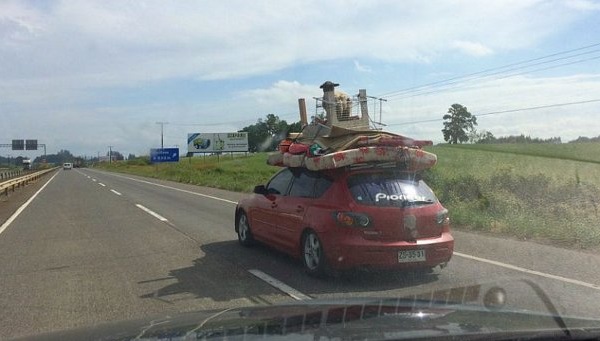 Insólito: Cordero viajó amarrado al techo de un auto en la Araucanía