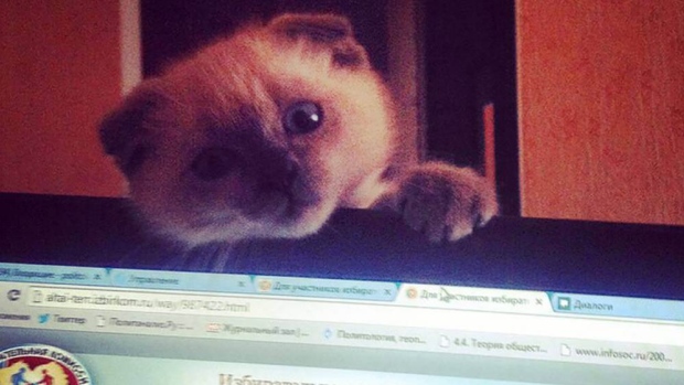 Barsik, el tierno gatito que podría convertirse en alcalde en Siberia