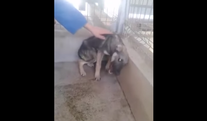 La estremecedora reacción de cachorro maltratado tras ser acariciado