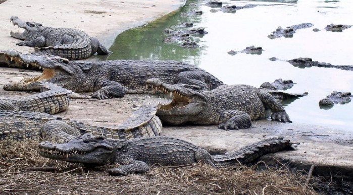 Más de 100 mil cocodrilos juntos: Un interesante atractivo turístico ¿o no?