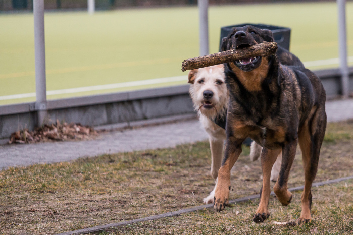 Veterinarios advierten de los peligros de lanzar palos a los perros como juego