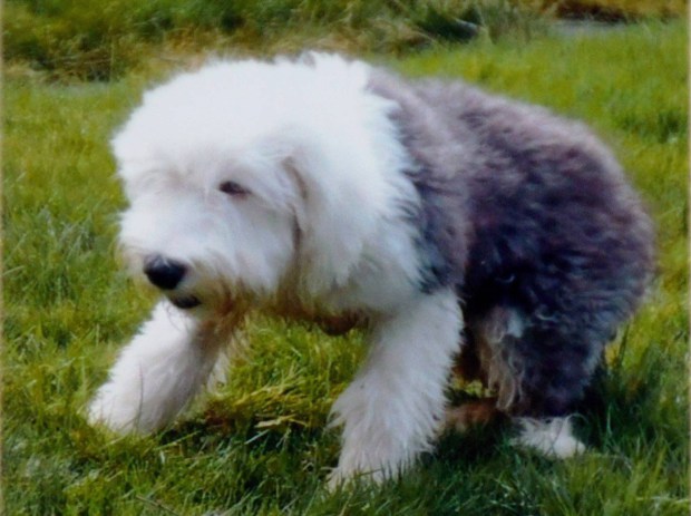 El insólito motivo por el que un joven torturó y mató al perro de su novia