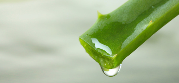 Descubre los beneficios de tomar Aloe Vera y que posiblemente no conocías