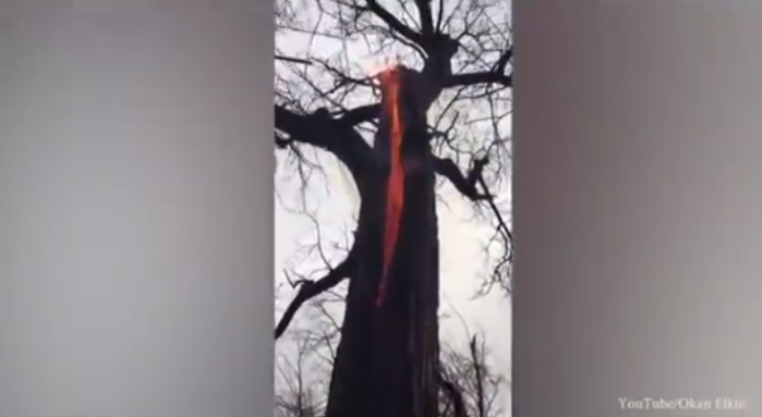 Misterioso árbol que arde sin razón aparente enciende el debate en la red