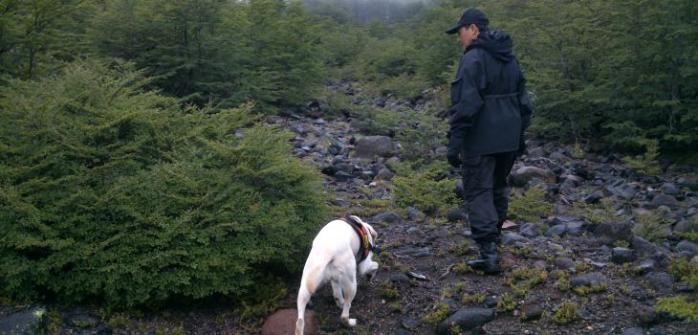 Encuentran a tres personas que estaban extraviadas en Puerto Montt