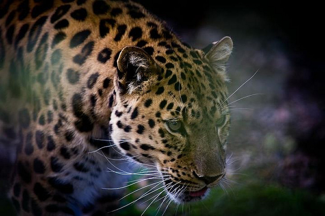 Leopardo atacó a cinco personas: Después de capturado escapó del zoológico