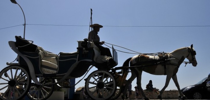 Animalistas presentan acciones judiciales contra Victorias de Viña del Mar