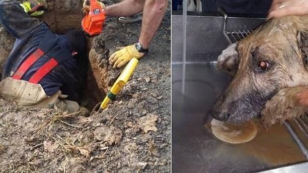 Maverick: El increíble perro abuelo que logró sobrevivir 3 días bajo tierra