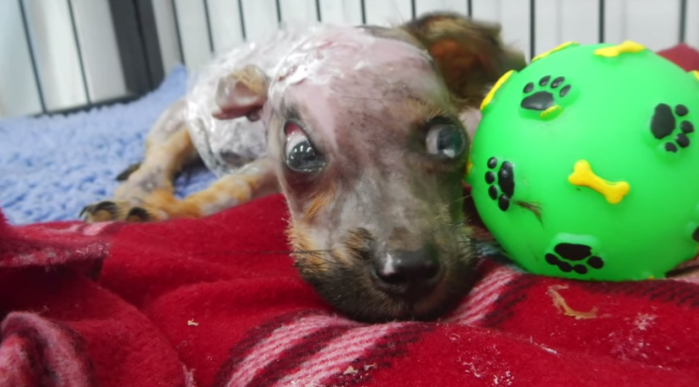 Cachorro fue quemado con agua hirviendo y lanzado desde un balcón: Así se recupera