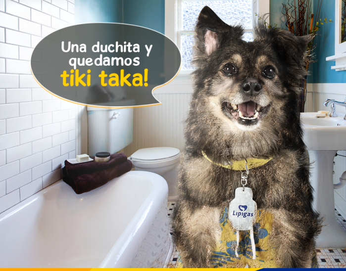 Revelan la causa de muerte de Spike, el perrito de Lipigas