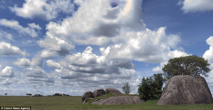 ¿Puedes ver al león que se esconde en esta hermosa fotografía?