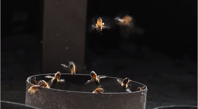 Se encontró con una peligrosa sorpresa entre las murallas de su casa: 50 mil abejas