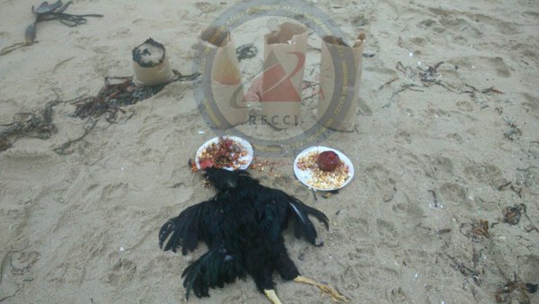 ¿Hay sectas satánicas en Chile? Horror por oscuro y extraño ritual en El Tabo