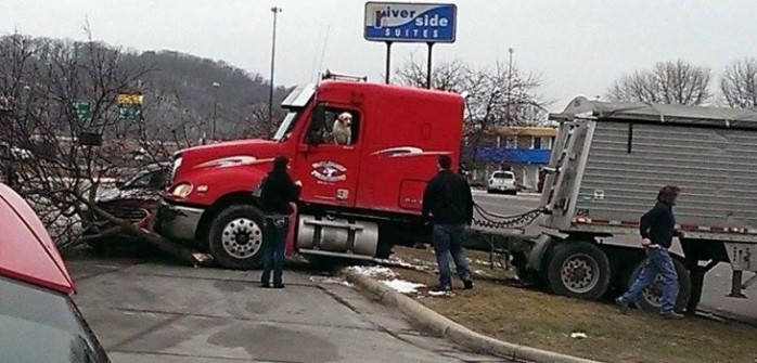 Perro conduce un camión y provoca accidente automovilístico en Estados Unidos