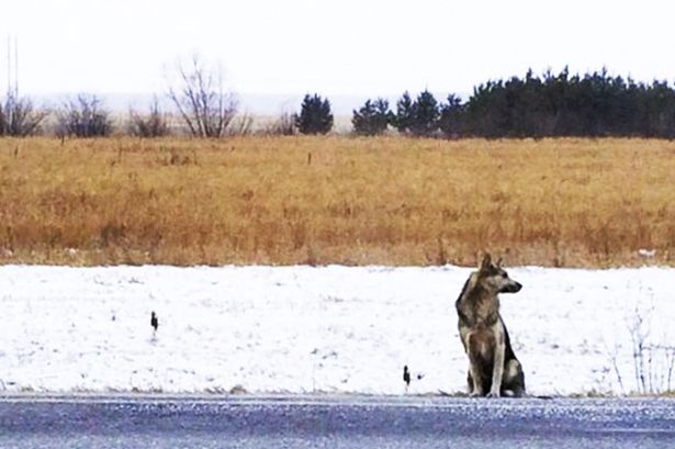 Fiel perro lleva más de un año esperando a su fallecido amo junto a la carretera