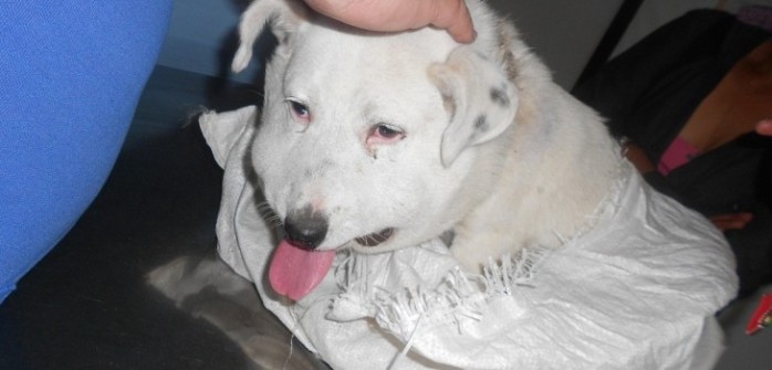 Suspenden grave causa de maltrato animal en San Pablo: Animalistas se mostraron indignados