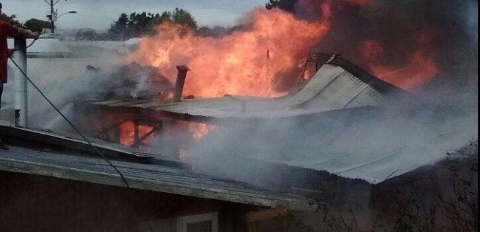 Bío Bío: Perrita salva a sus cachorros de incendio en Boca Sur: Se escondieron bajo tierra
