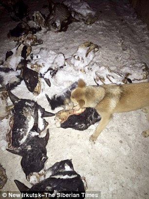 332458EE00000578-0-The_tenant_from_hell_has_shocked_Russians_after_laying_waste_to_-a-114_1460558366567