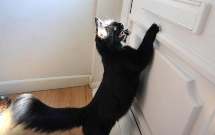 Una gatita tiene aterrorizados a los carteros en inglaterra