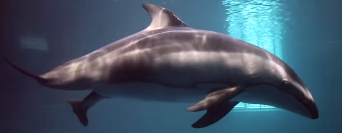 ¿Ya lo viste?: el emocionante video de un delfín dando a luz a una cría
