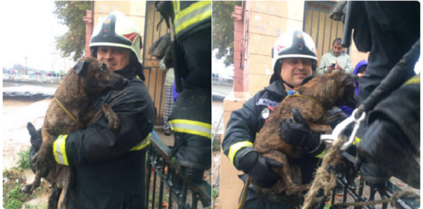 Video muestra a Bomberos rescatando a perro atrapado tras crecida del río Mapocho